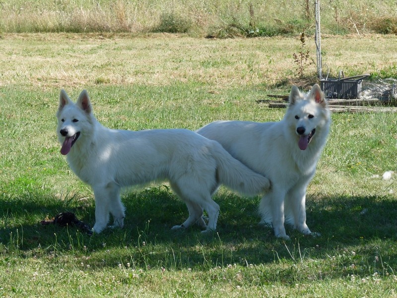 Enjoy Du domaine de la combe noire - Meilleur couple de la Nationale d'élevage
