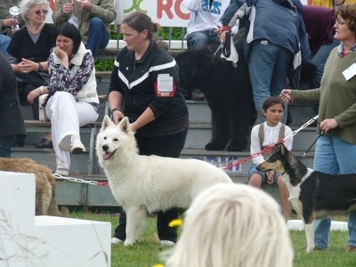Enjoy Du domaine de la combe noire - 1er excellent et Meilleur Jeune