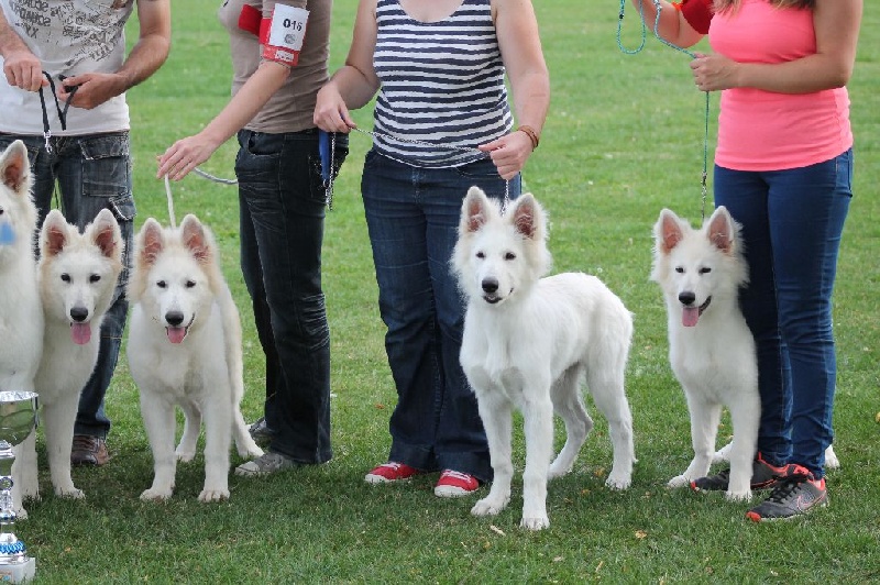 Enjoy Du domaine de la combe noire - Meilleur Lot de Reproducteur