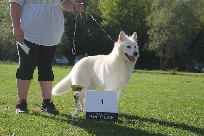 Enjoy Du domaine de la combe noire - 1 er excellent en classe travail male