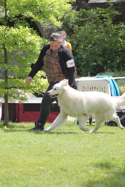 Enjoy Du domaine de la combe noire - 1 er excellent RCACS classe travail male