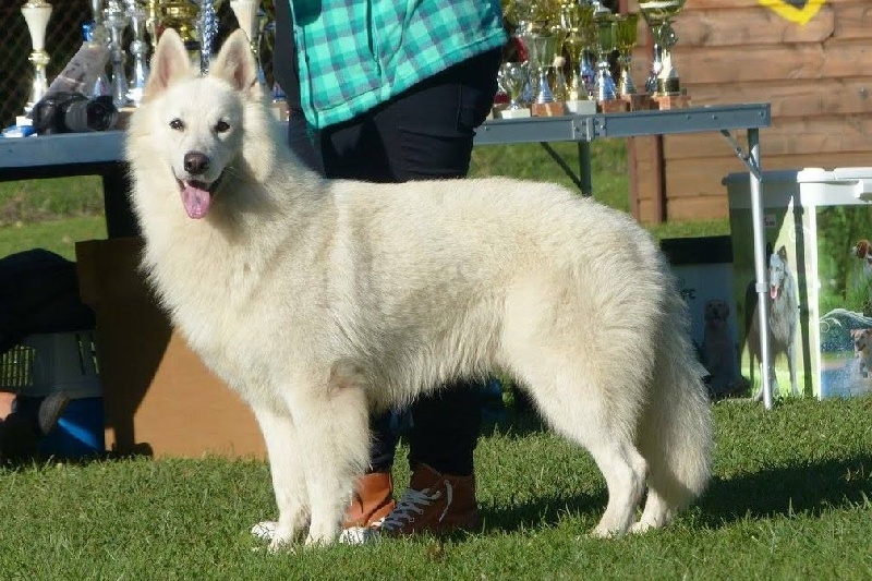 Enjoy Du domaine de la combe noire - Classe travail mâle 2 eme excellent