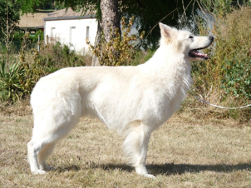 Enjoy Du domaine de la combe noire - 1 excellent CACS et 2 Meilleur chien de la classe Travail sur le ring d'honneur