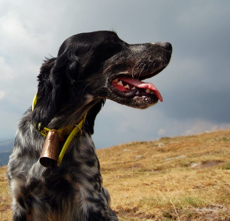 Publication : Mostitxualde