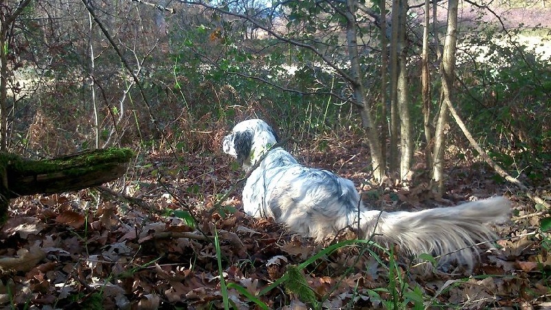 Publication : Mostitxualde