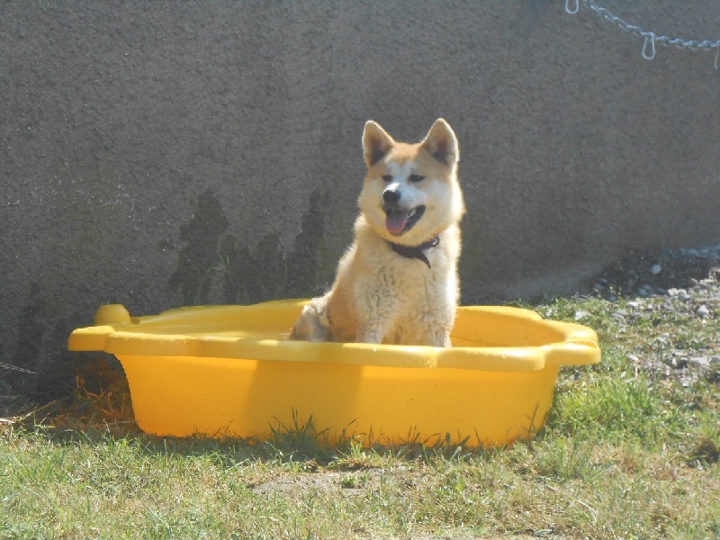 Publication : Des Terres Du Razès Auteur : Nat