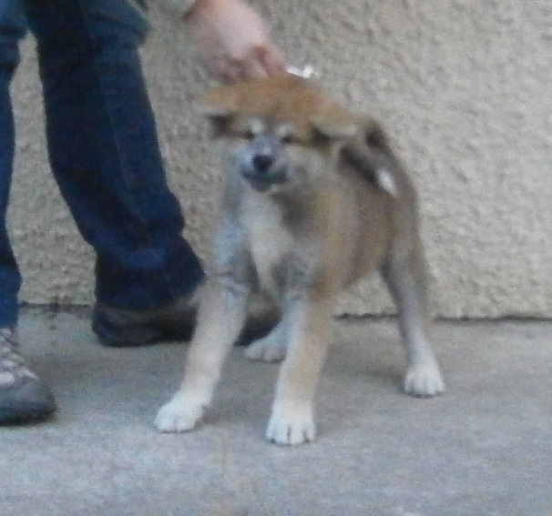 Publication : Des Terres Du Razès Auteur : Nat