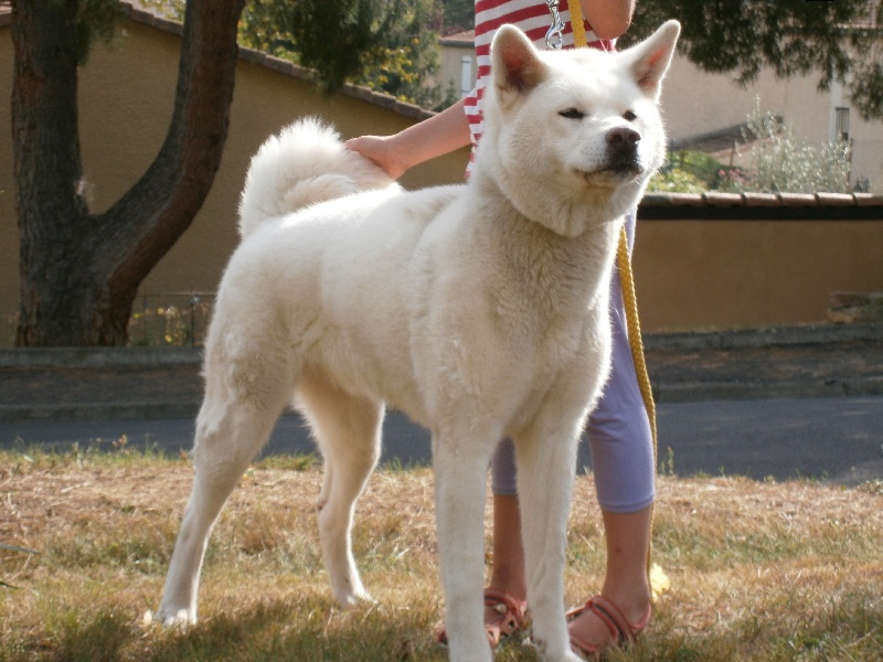 Publication : Des Terres Du Razès Auteur : nat