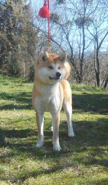 Publication : Des Terres Du Razès Auteur : Nat