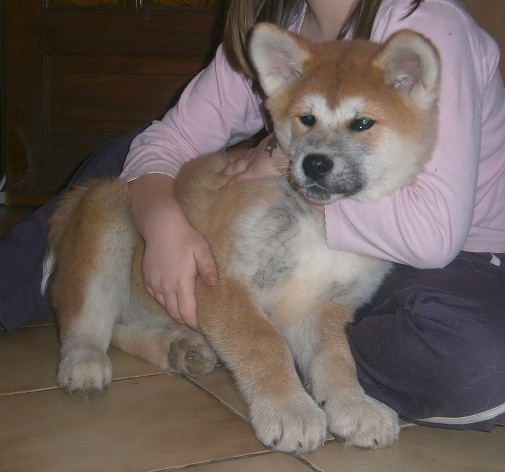 Publication : Des Terres Du Razès Auteur : Nat