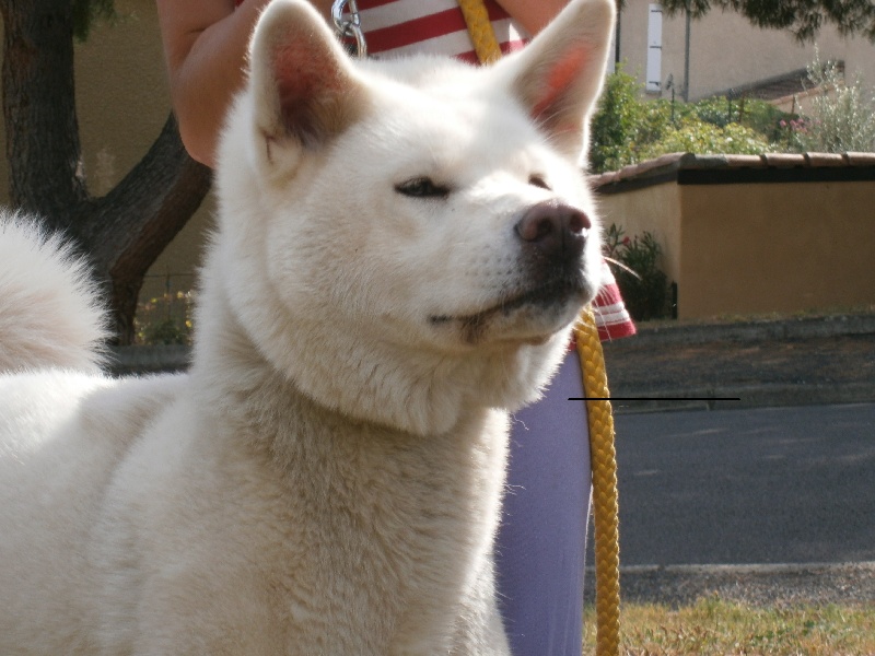 Publication : Des Terres Du Razès Auteur : nat