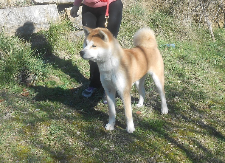 Publication : Des Terres Du Razès Auteur : Nat