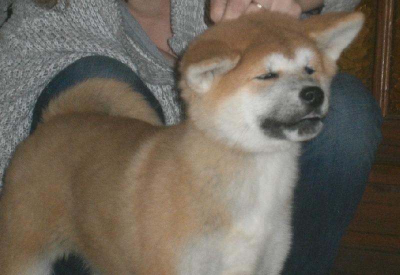 Publication : Des Terres Du Razès Auteur : Nat