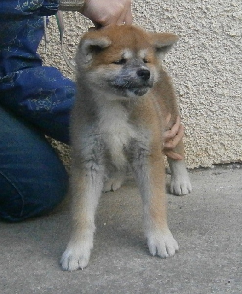 Publication : Des Terres Du Razès Auteur : Nat