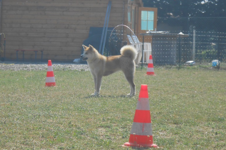 Publication : Des Terres Du Razès Auteur : Nat