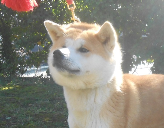 Publication : Des Terres Du Razès Auteur : Nat