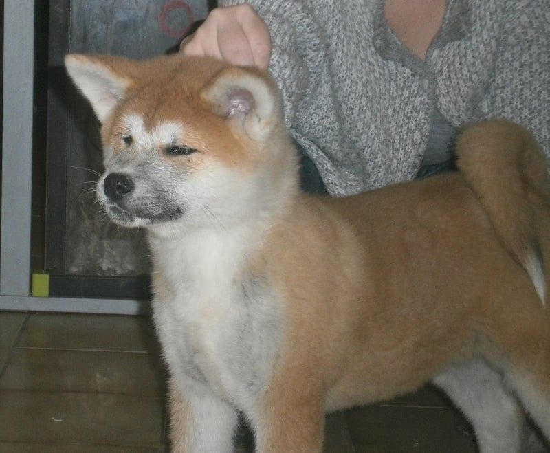 Publication : Des Terres Du Razès Auteur : Nat