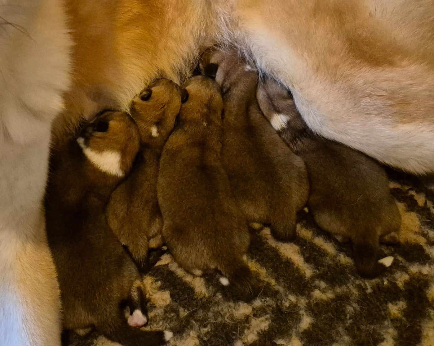 Akita - Des Terres Du Razès