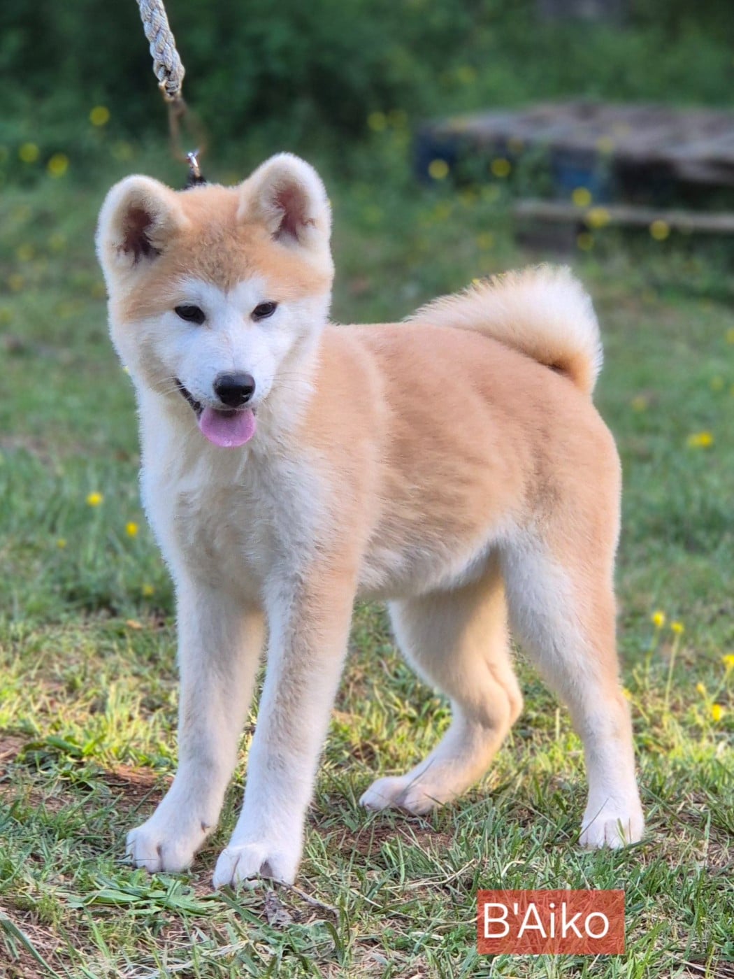 B'Aiko - Akita
