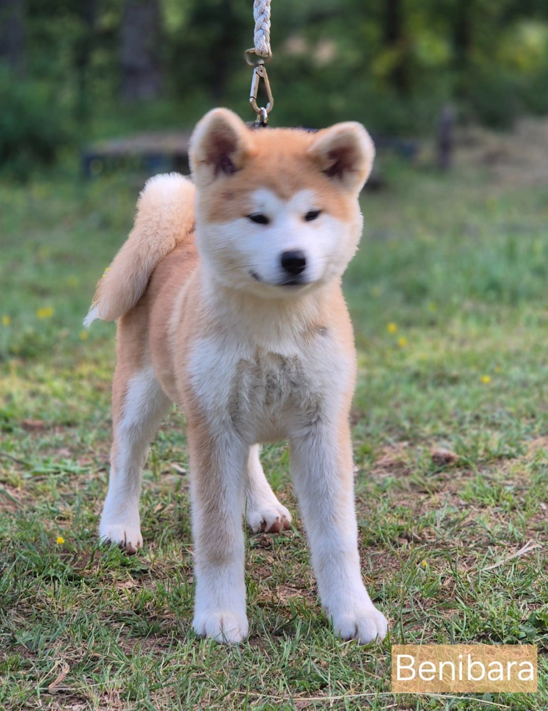 Benibara - Akita