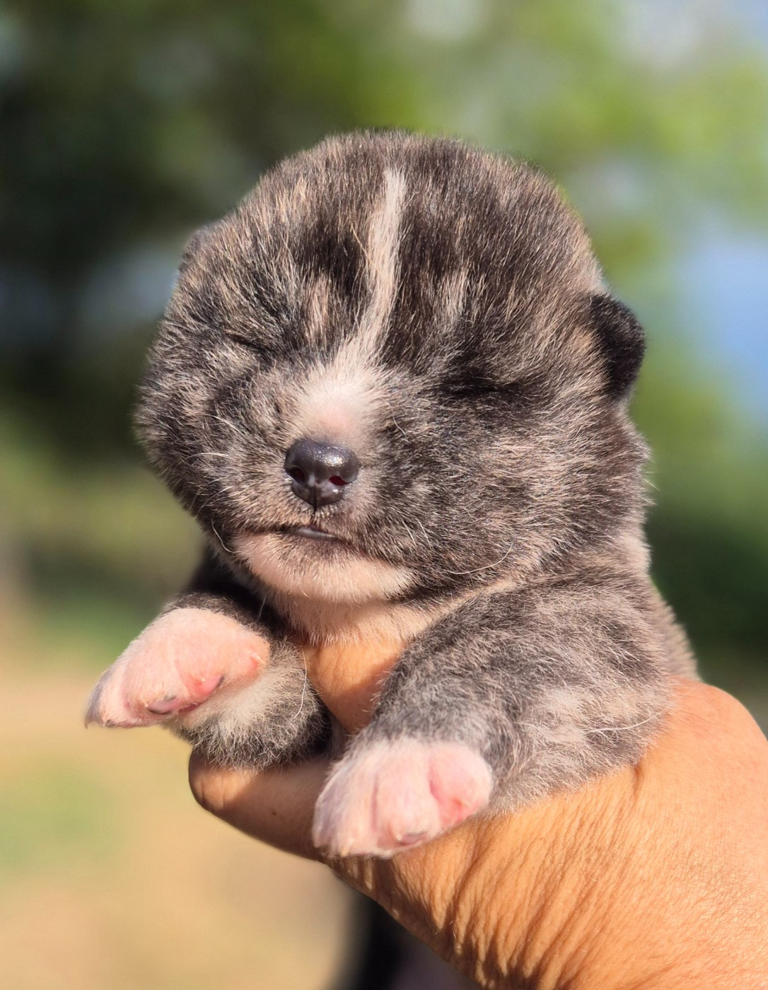 CHIOT 2