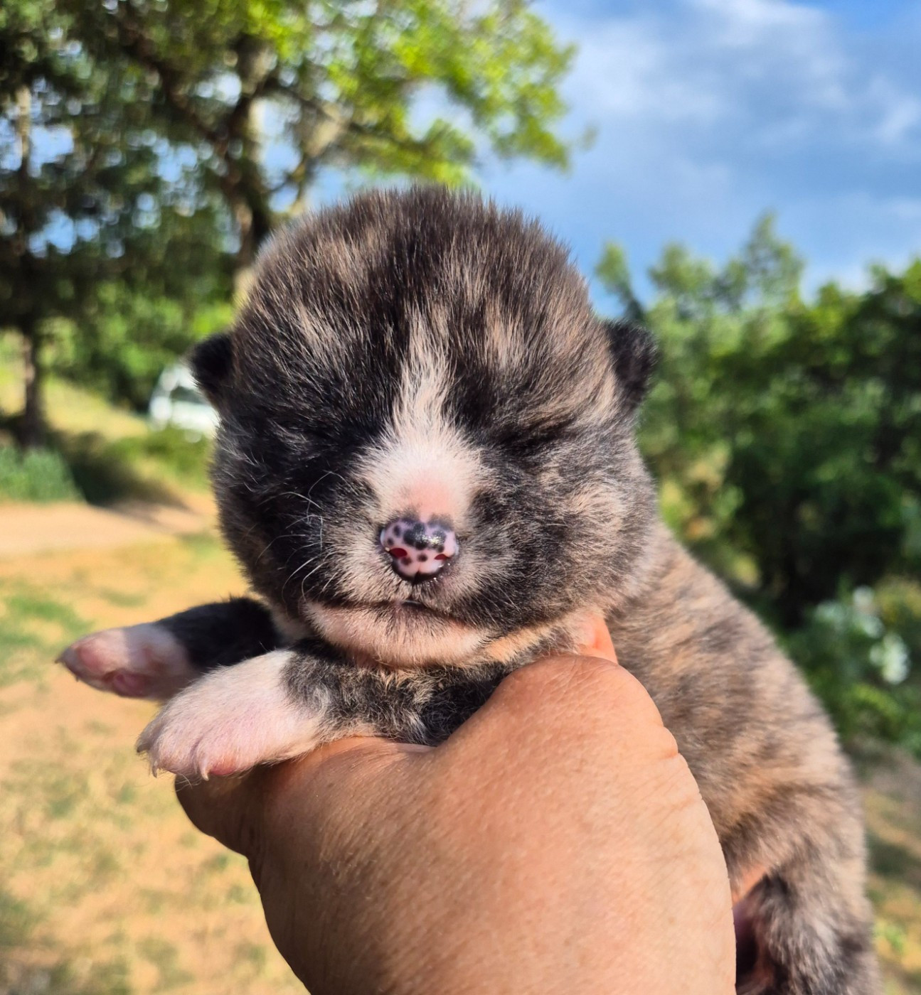 CHIOT 3