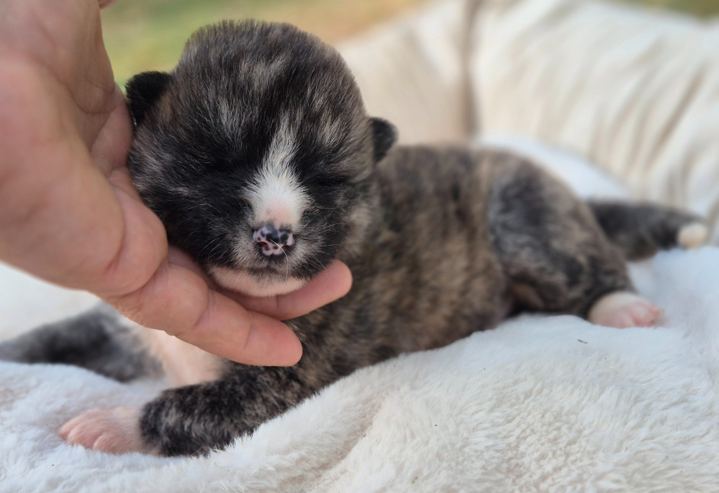 CHIOT 3