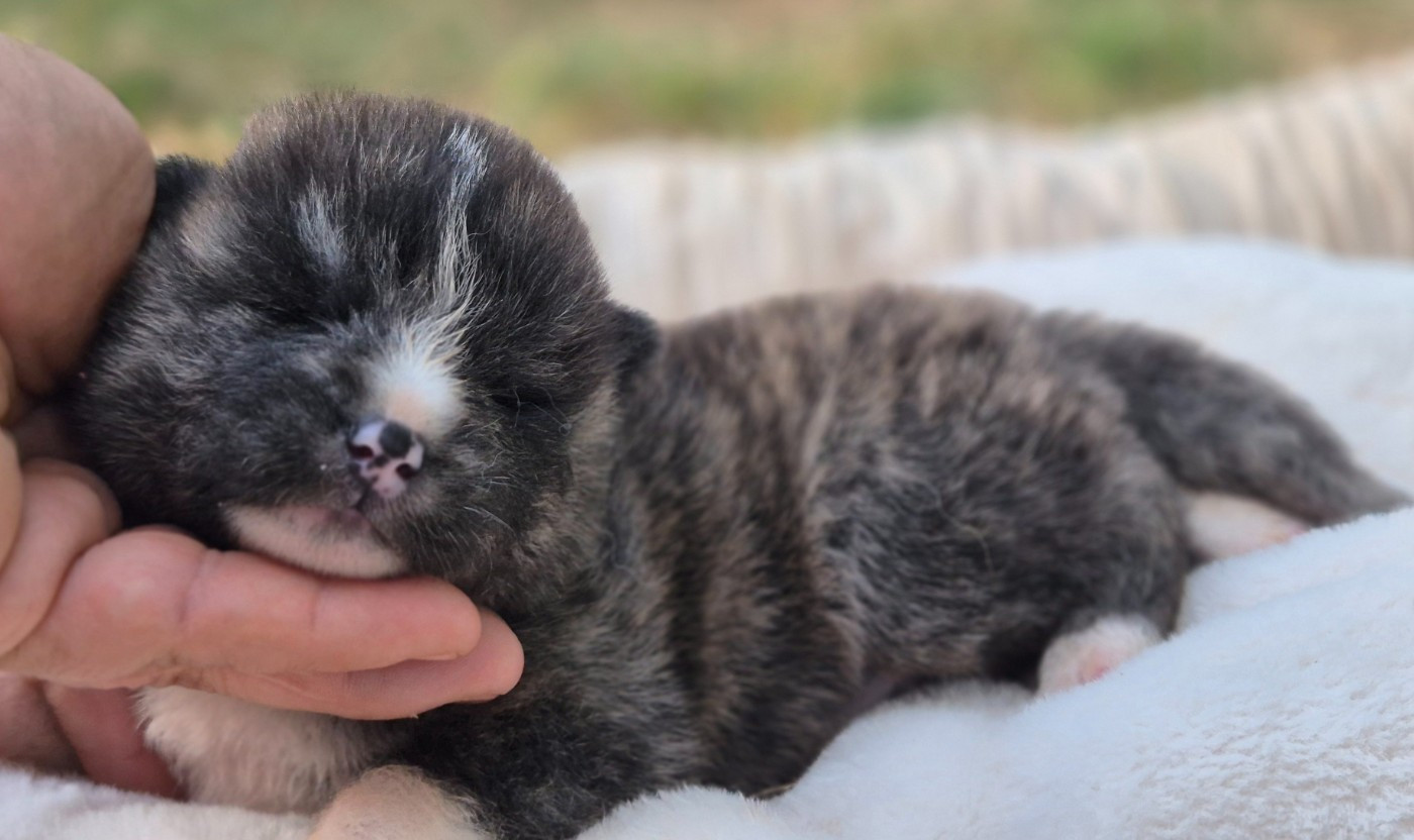 CHIOT 2
