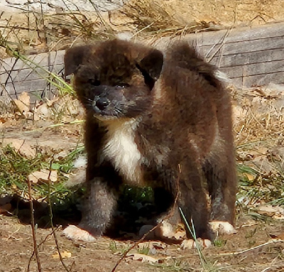 Les chiots de Akita