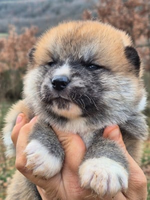 Les chiots de Akita