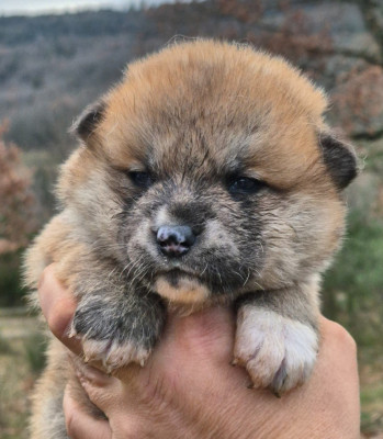 Les chiots de Akita