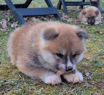 Les chiots de Akita
