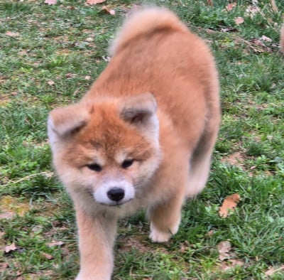 Les chiots de Akita
