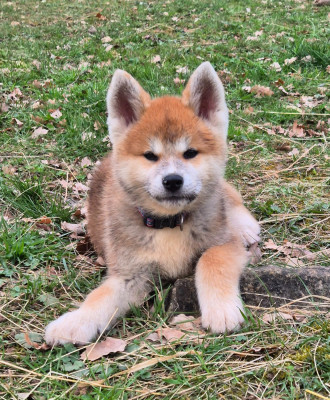 Les chiots de Akita