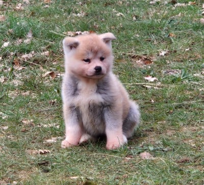Les chiots de Akita