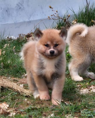 Les chiots de Akita