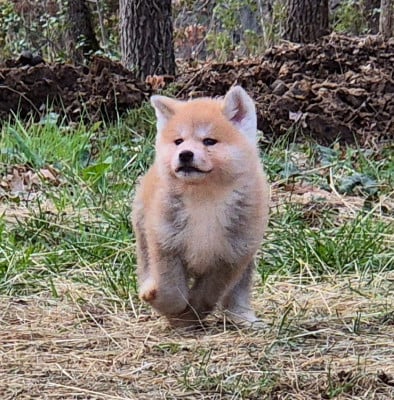 Les chiots de Akita