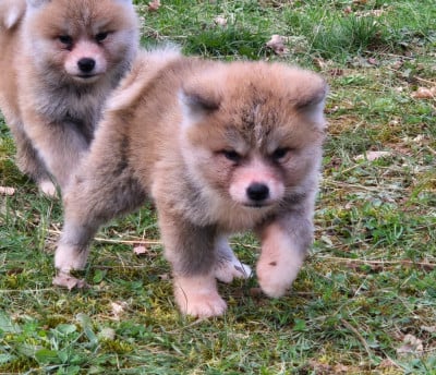 Les chiots de Akita