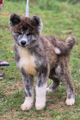 Les chiots de Akita