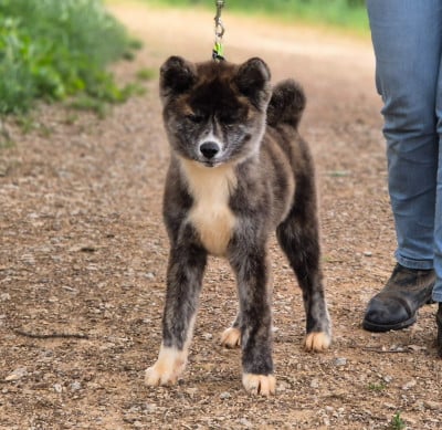 Les chiots de Akita
