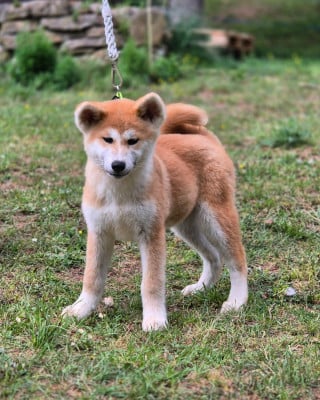 Les chiots de Akita