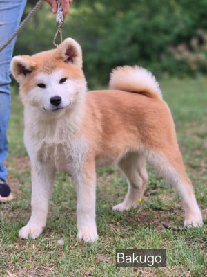 Les chiots de Akita