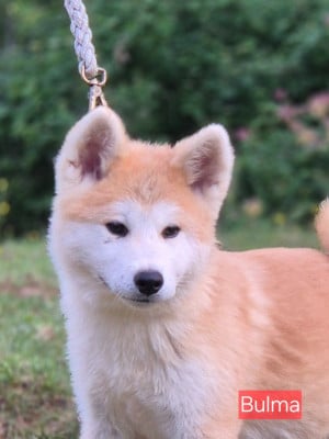 Les chiots de Akita