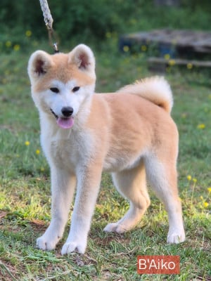 Les chiots de Akita