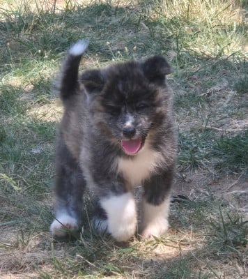 Les chiots de Akita