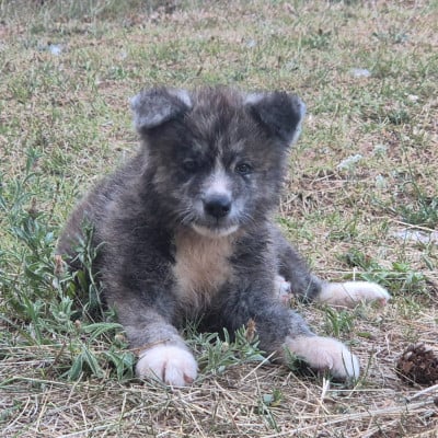 Les chiots de Akita