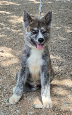 Les chiots de Akita