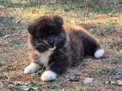 Les chiots de Akita