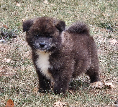 Les chiots de Akita