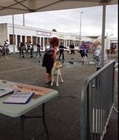 H'yumiko go Des Terres Du Razès - Bon classe intermédiaire femelle